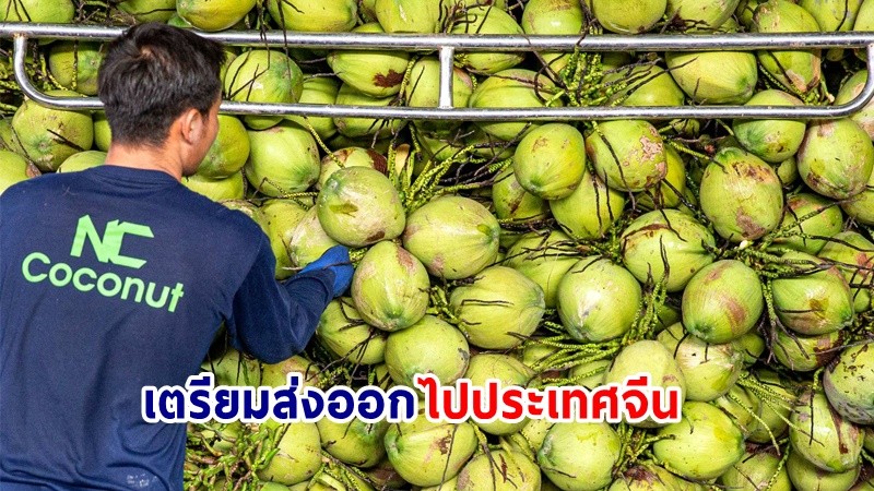 ผู้ส่งออก "มะพร้าวไทย" หวังคว้าโอกาสทองจากงาน CIIE ครั้งที่ 6