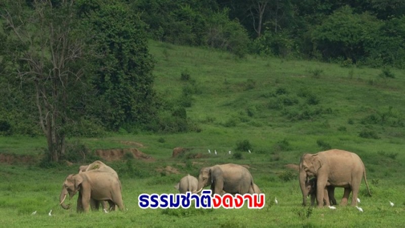 ชมภาพธรรมชาติงดงาม ฝูงสัตว์ป่า  ณ อุทยานแห่งชาติกุยบุรี จังหวัดประจวบครีขันธ์