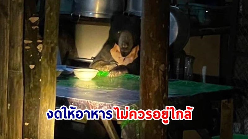 อุทยานฯ แก่งกระจาน เผยภาพ! หมีหมา "ทุเรียน" โผล่นั่งที่โต๊ะอาหาร เตือน! นทท. งดให้อาหาร-ไม่ควรอยู่ใกล้