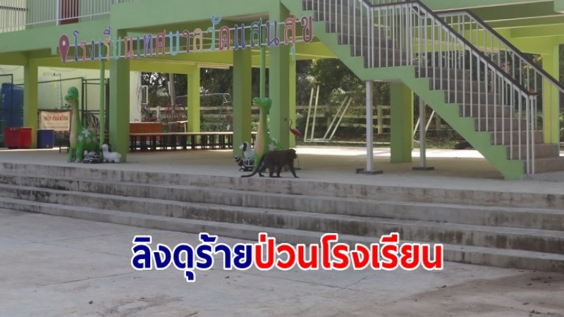 ลิงดุร้ายป่วนโรงเรียนวัดแสนสุข ครูปิดห้องหวั่นโดนทำอันตราย แจ้งเจ้าหน้าที่จับ