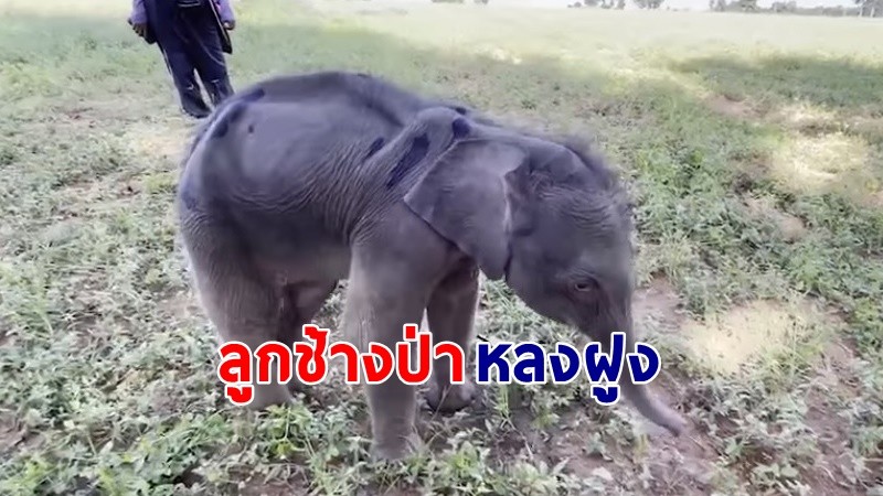 "ลูกช้างป่า" พลัดหลงฝูง สภาพอิดโรย เจ้าหน้าที่เร่งช่วยเหลือ