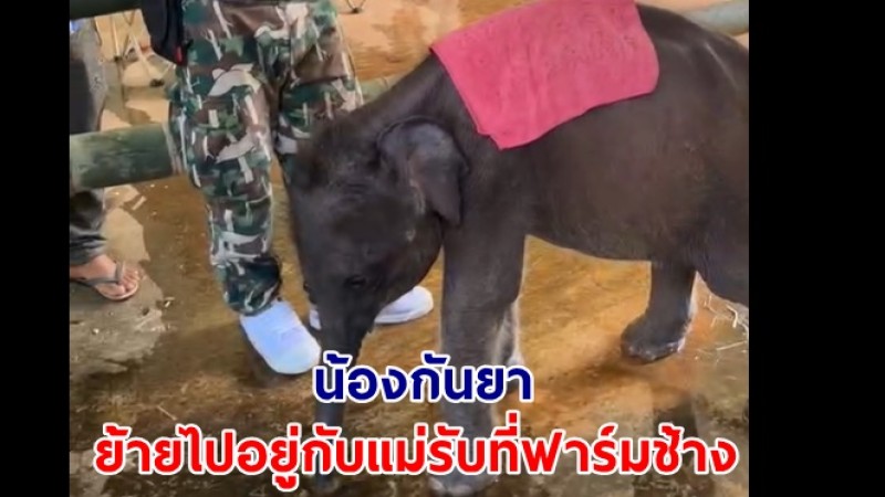 น้องกันยา ถึงฟาร์มช้าง Patara Elephant Conservation ต.บ้านปง อ.หางดง จ.เชียงใหม่แล้ว