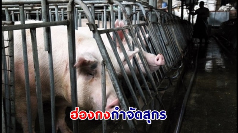 ฮ่องกงกำจัดสุกร 5,600 ตัว หลังพบโรคระบาดใกล้ชายแดนจีน