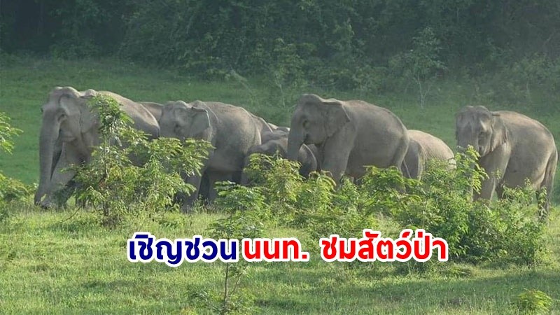 "อุทยานแห่งชาติกุยบุรี" เชิญชวน นนท. ชมสัตว์ป่า หลังช้างป่า กระทิง ออกโชว์ตัวจำนวนมาก