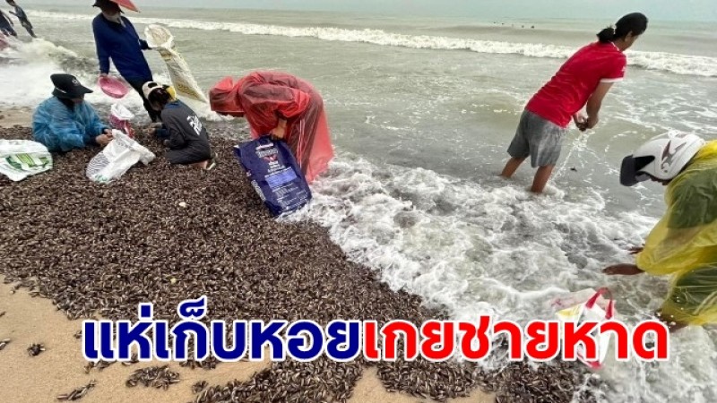 ชาวบ้านนับร้อยแห่เก็บ "หอย" เกยชายหาดเป็นตัน หลังฝนตกหนักคลื่นทะเลแรง