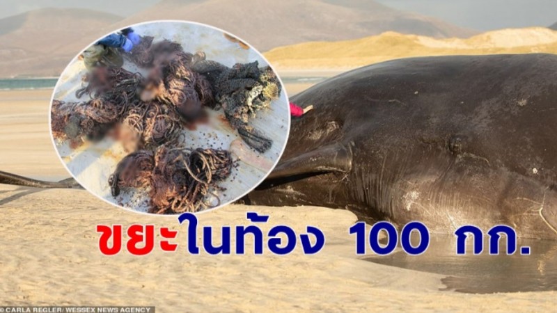 สลด ! พบซาก "วาฬ" เกยตื้นชายหาด มีก้อนขยะเต็มท้องกว่า 100 กก. !