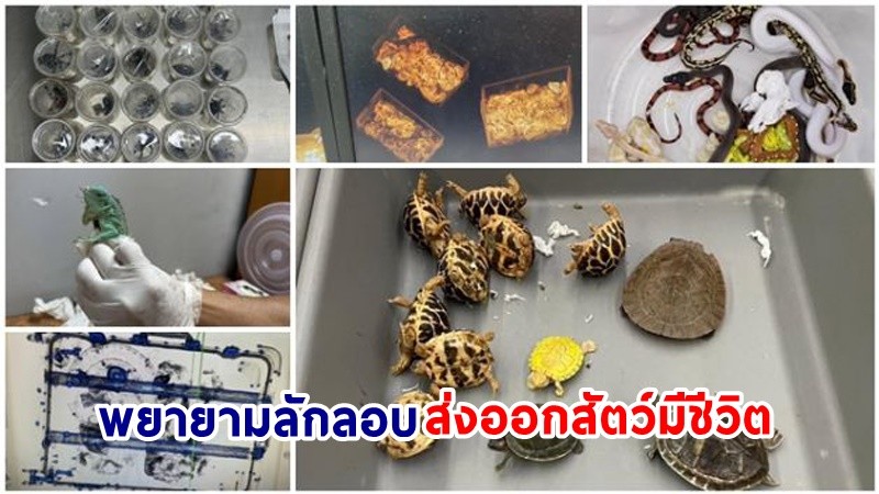 จับกุม ! ผสด. พยายามลักลอบส่งออกสัตว์มีชีวิตจากท่าอากาศยานสุวรรณภูมิ