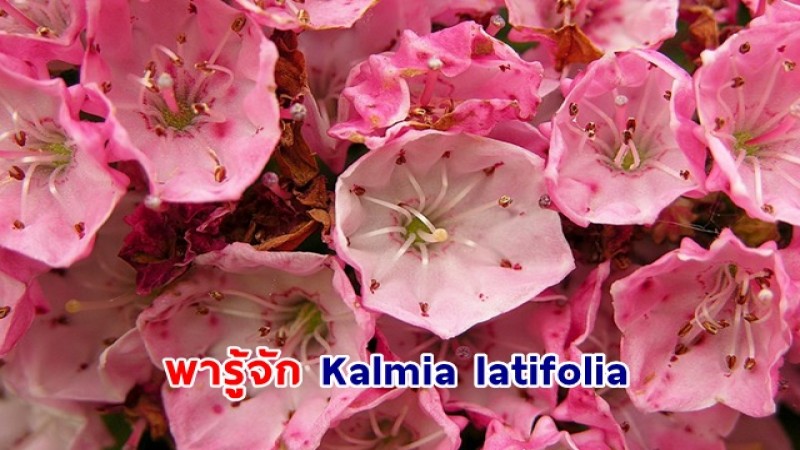 พารู้จัก Kalmia latifolia ดอกไม้สุดสวยสีหวาน แต่มีพิษ