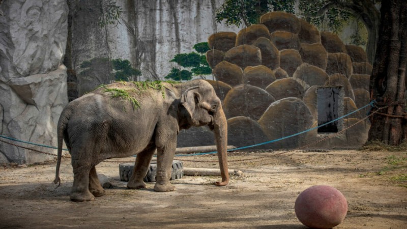ข่าวเศร้า แม่มะลิ ช้างที่โดดเดี่ยวที่สุดในโลก สิ้นใจอย่างสงบ จากอาการป่วย