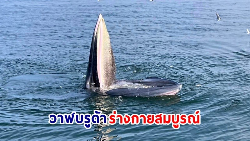 กรมทะเลชายฝั่งฯ สำรวจสัตว์ทะเลหายากและใกล้สูญพันธุ์บริเวณอ่าวไทยตอนบน พบวาฬบรูด้าร่างกายสมบูรณ์ อยู่ในเกณฑ์ดี