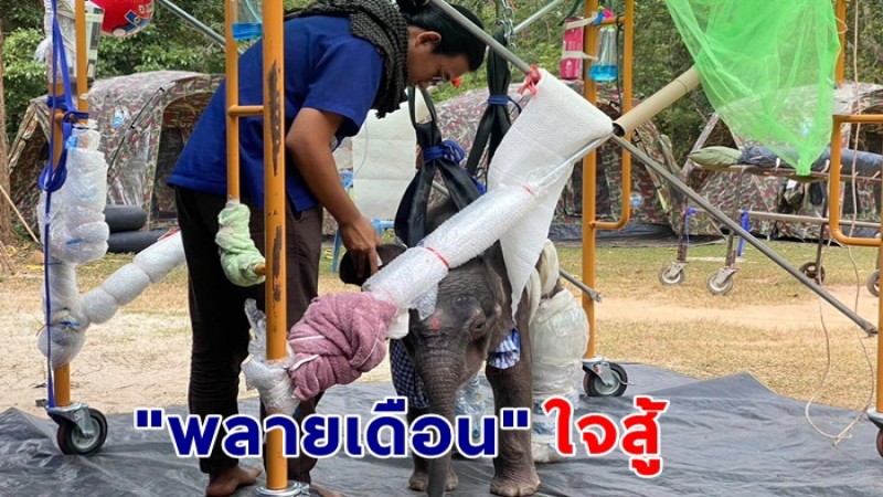 ใจสู้ "พลายเดือน" สัตวแพทย์ต้องดูแลใกล้ชิด-ประเมินอาการรายวัน