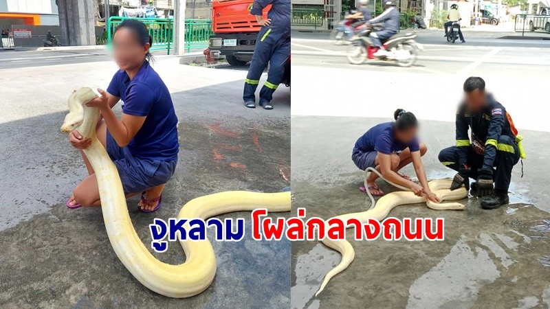 แตกตื่น ! "งูหลามตัวใหญ่" โผล่กลางถนน กู้ภัยรีบไปจับ คาดหลุดมาจากเจ้าของ !