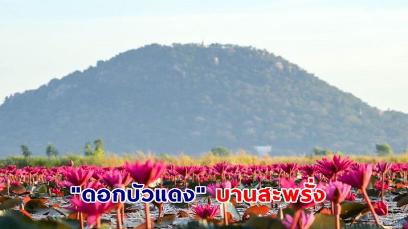 สวยงาม ชมภาพ "ดอกบัวแดง" บานสะพรั่ง เข้าสู่ฤดูหนาวแล้ว