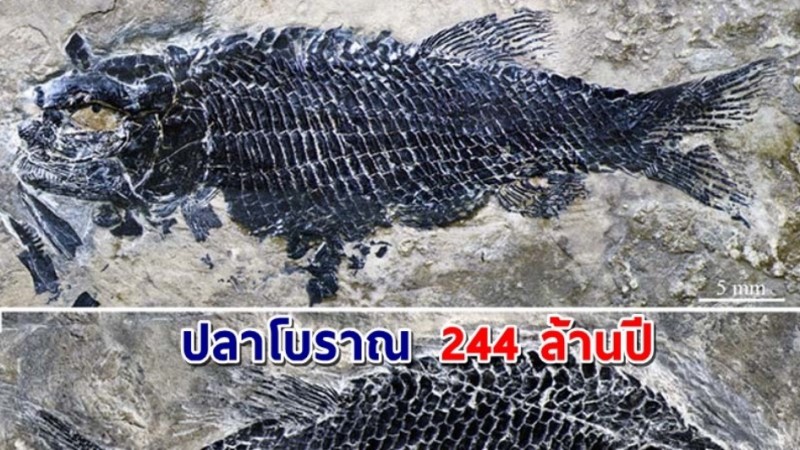 ทีมสำรวจพบ "ฟอสซิล" ปลาโบราณอายุกว่า 244 ล้านปี !