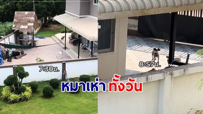 ประสาทจะเสีย  ! "เพื่อนบ้าน" เลี้ยงหมาเยอะ ส่งเสียงเห่าดังทั้งวันทั้งคืน ชาวเน็ตแนะต้องจุดประทัด !?