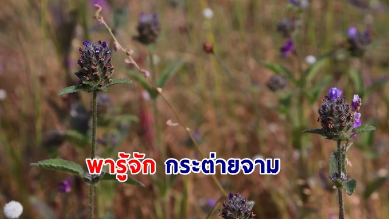 พารู้จัก กระต่ายจาม (การบูรป่า) ที่หลายคนอาจไม่เคยเห็น