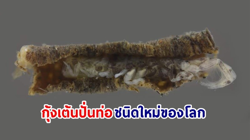 ทีมนักวิจัย มก. พบ "กุ้งเต้นปั่นท่อ" ชนิดใหม่ของโลกบริเวณแม่น้ำแม่กลอง