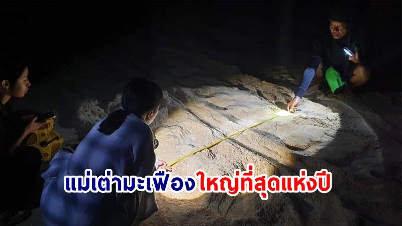 ฮือฮา ! "แม่เต่ามะเฟือง"  ใหญ่ที่สุดแห่งปี ที่อุทยานแห่งชาติเขาลำปี-หาดท้ายเหมือง