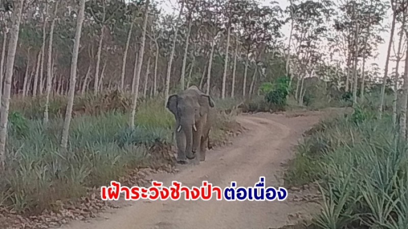 ขสป.เขาสอยดาว จัด จนท. ร่วมกับเครือข่ายเฝ้าระวังช้างป่า ติดตามสถานการณ์ช้างออกนอกพื้นที่ป่าอย่างต่อเนื่อง