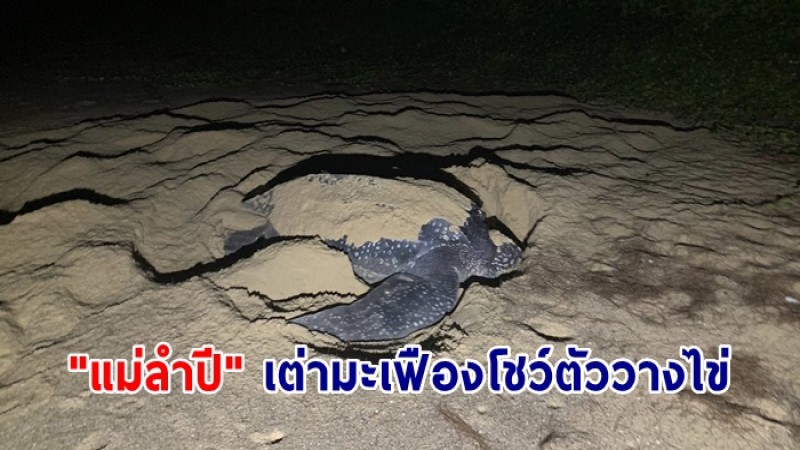 ข่าวดีรับปีใหม่ "แม่ลำปี" เต่ามะเฟืองโชว์ตัววางไข่ ชายหาดท้ายเหมือง ในพื้นที่อุทยานแห่งชาติเขาลำปี-หาดท้ายเหมือง 