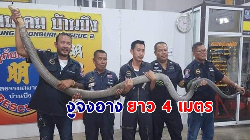 "ชาวบ้านแตกตื่น" กู้ภัยจับ งูจงอางยาว 4 เมตร ที่สนามกอล์ฟแห่งหนึ่งจังหวัดชลบุรี