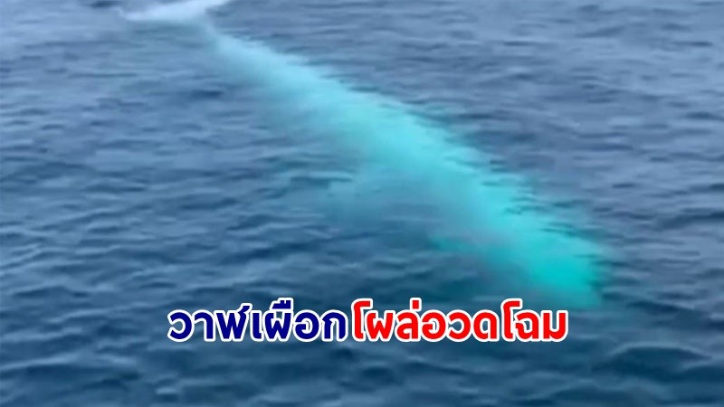ฮือฮา! "วาฬเผือก" โผล่อวดโฉมบริเวณเกาะพีพี จ.กระบี่ คาดพบตัวแรกของประเทศไทย