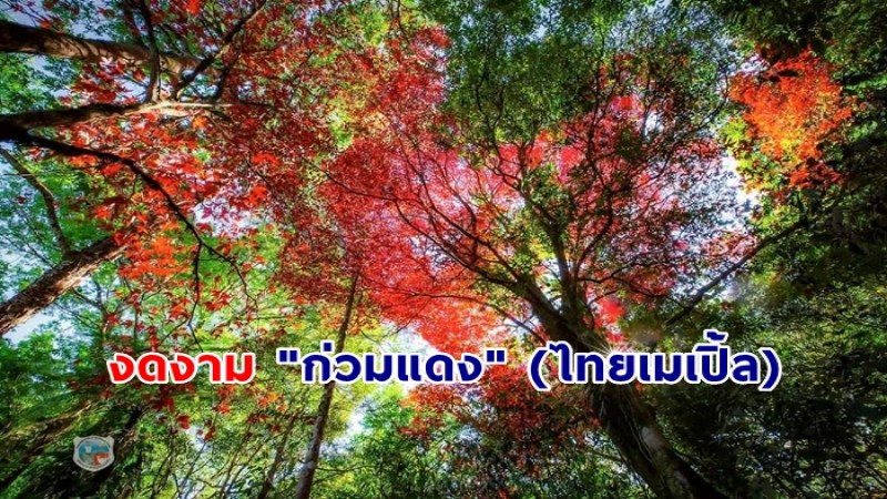 งดงาม "ก่วมแดง" (ไทยเมเปิ้ล) ในป่าธรรมชาติสองข้างทางป่าหมันแดง อุทยานแห่งชาติภูหินร่องกล้า พิษณุโลก