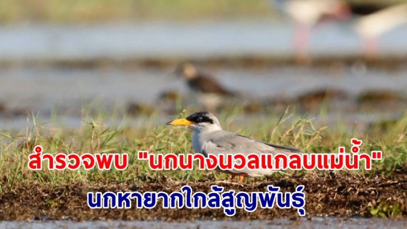 สำรวจพบ "นกนางนวลแกลบแม่น้ำ" นกหายากใกล้สูญพันธุ์ ในพื้นที่บึงละหาน อำเภอจัตุรัส จังหวัดชัยภูมิ