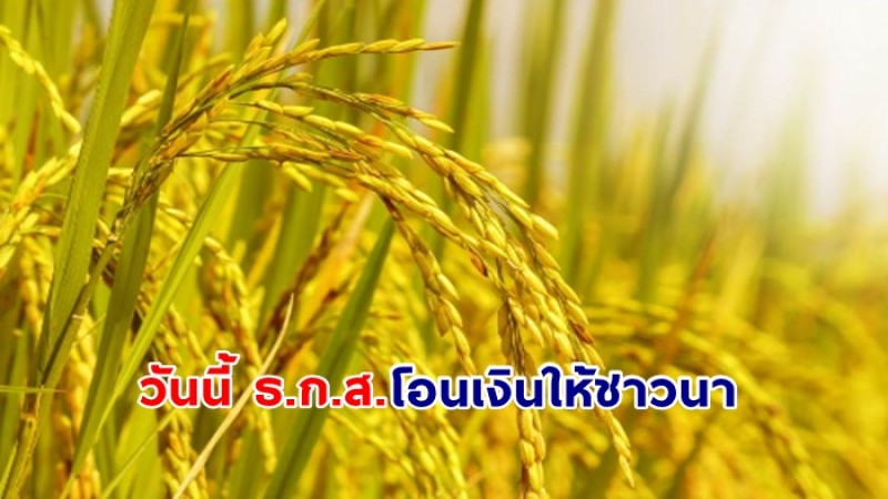 วันนี้ ธ.ก.ส.โอนเงินให้ชาวนา ไร่ละพันรอบ 4 กว่า 1.15 แสนครัวเรือน