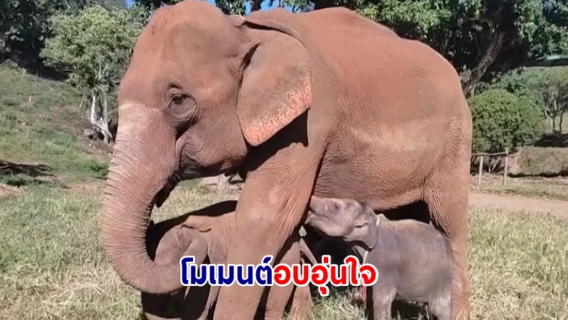 ภาพวินาทีอบอุ่น แม่วันดี ให้นมน้องกันยา บังเกิดเป็นภาพสุดน่ารัก