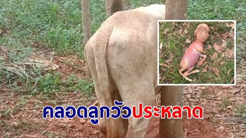 แม่วัวคลอดลูก สุดแปลกขาสั้น 4 ขา หัวโตคล้ายทารก