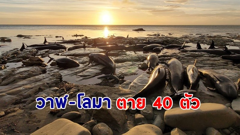 ชาวบ้านเศร้า ! "วาฬ-โลมา" เกยตื้นตายบนชายฝั่ง กว่า 40 ตัว !