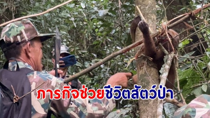 อุทยานแห่งชาติ​เขาหลวง กับ ภารกิจช่วยชีวิต​สัตว์ป่า