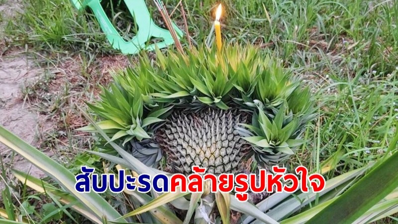 แปลก! สับปะรดคล้ายรูปหัวใจ ไม่พลาดจุดธูปขอโชคลาภ