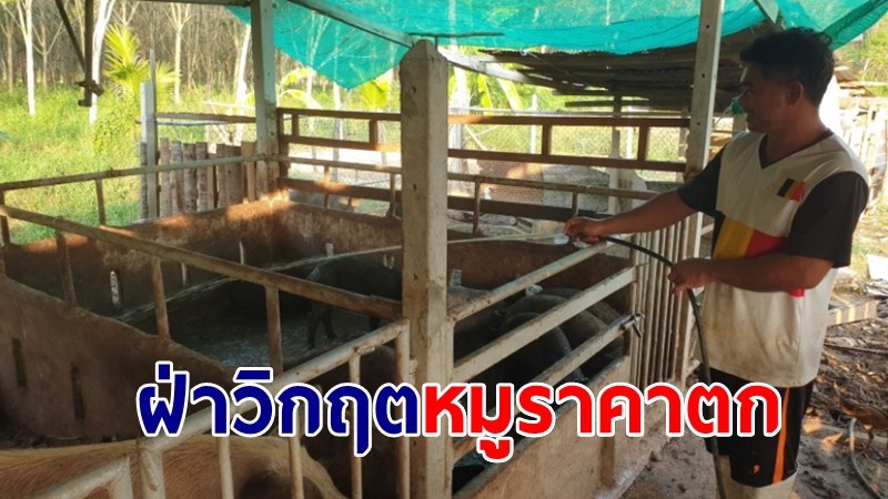 ผู้เลี้ยงสุกร ประจวบฯ ยึดหลักเศรษฐกิจพอเพียงฝ่าวิกฤตหมูกล่องทำราคาตกต่ำ