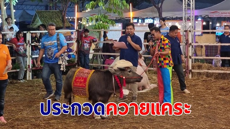 น่ารัก! ประกวดควายแคระแฟนซีที่อุดรฯ ครั้งแรกภายในงานเกษตรแฟร์