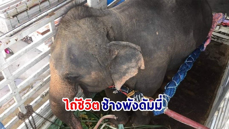 ต้อนรับ "พังดัมมี่" สู่บ้านหลังใหม่ศูนย์อนุรักษ์ช้างไทย จ.ลำปาง หลังเดินทางไกลกว่า 38 ชม.