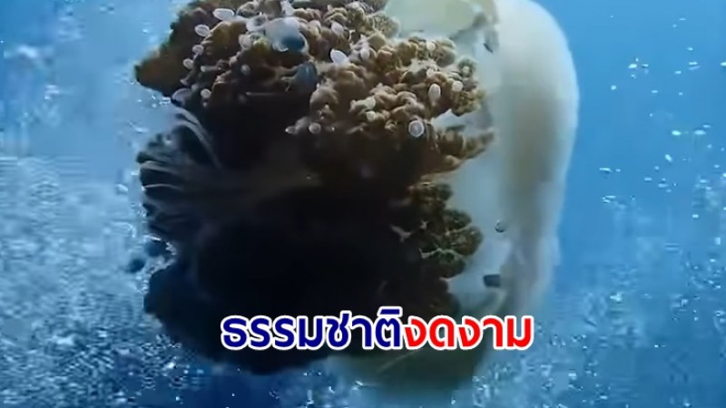 ชมคลิป แมงกะพรุนหอมหรือแมงกะพรุนหนัง ล่องลอยอยู่ในทะเล