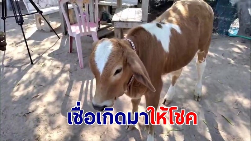 "เจ้าโพธิ์ขาว" พญาวัวเข้าตำราโบราณ 7 ข้อ  เชื่อเกิดมาให้โชค