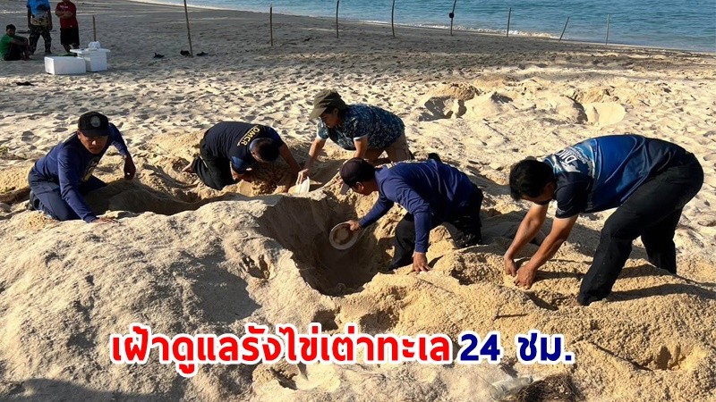 กรมทรัพยากรทางทะเลและชายฝั่ง เฝ้าดูแลรังไข่เต่าทะเล 24 ชม.