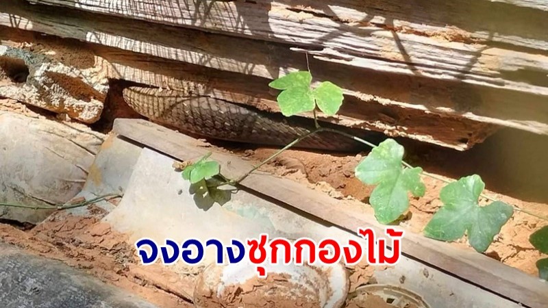 ชาวบ้านแตกตื่น! จงอางยักษ์ 4.5 เมตร ซุกกองไม้ข้างบ้าน 