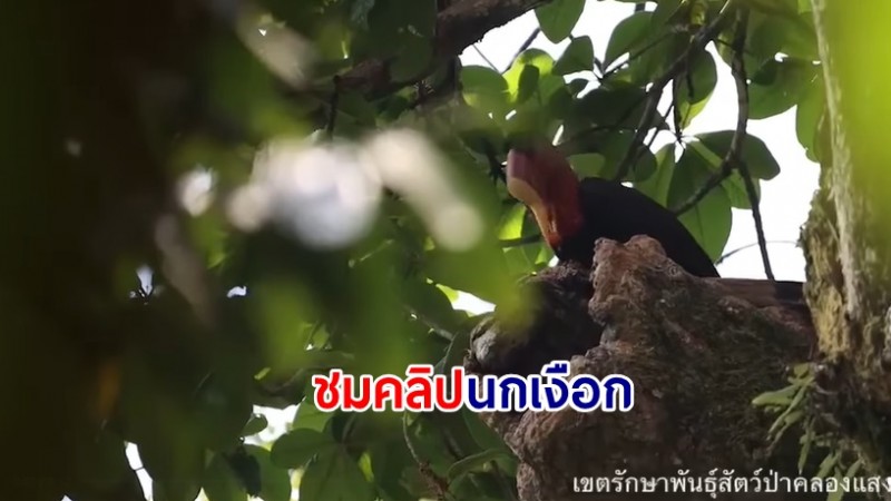 ชมคลิปความน่ารัก นกเงือก ว่าที่สัตว์ป่าสงวนอันดับที่ 20 ของไทย