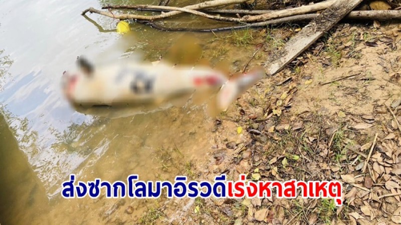 พบ โลมาอิรวดี ลอยตายใน ขหล.ทะเลหลวง ส่งซากเร่งหาสาเหตุ