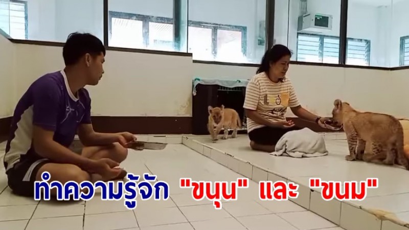 ทำความรู้จัก "ขนุน" และ "ขนม" 2 ลูกสิงโตของกลาง สมาชิกใหม่แห่งบึงฉวากฯ