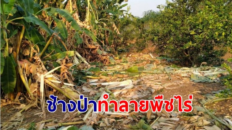 ชาวบ้านน้ำตาซึม! ช้างป่าหนีไฟป่าลงมาทำลายพืชไร่เสียหายจำนวนมาก