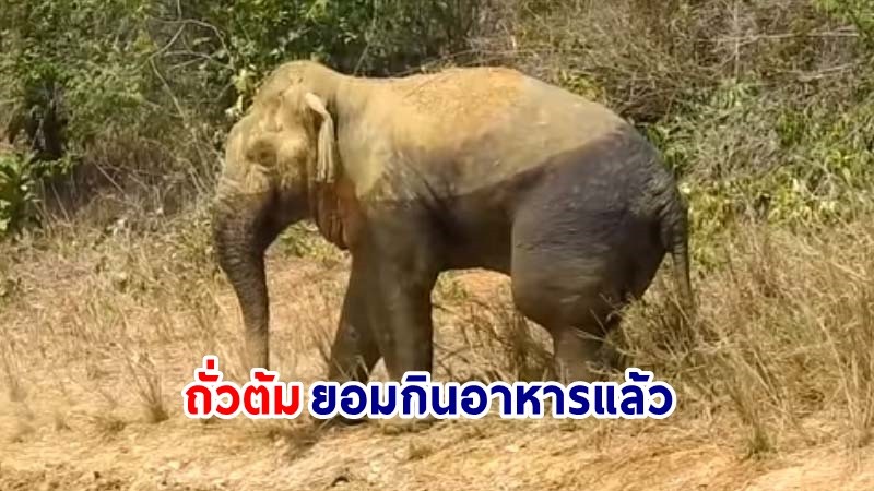 "ถั่วต้ม" ช้างป่าบาดเจ็บขาบวม ยอมกินอาหารที่เจ้าหน้าที่ให้แล้ว