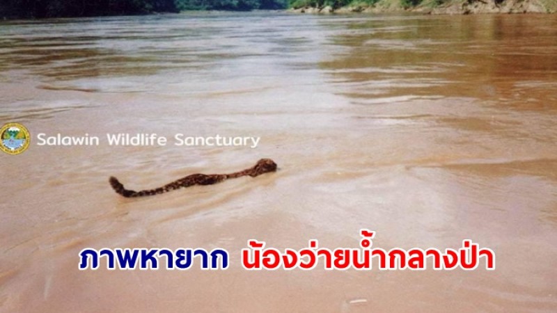 ภาพหากยาก "เสือลายเมฆ ว่ายน้ำกลางป่า