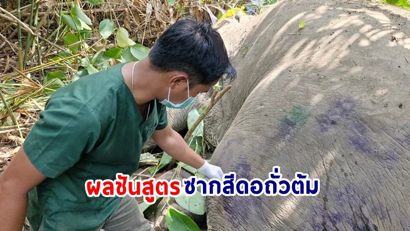 เปิดผลชันสูตร​ ! ซากช้างป่า​ "สีดอถั่วต้ม" ล้ม​ คาดเกิดจากภาวะบาดเจ็บของกระดูกขา​หลังซ้าย