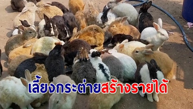 หนุ่มใหญ่วัย 63  เลี้ยงกระต่ายพันธุ์เนื้อขายสร้างรายได้ดี