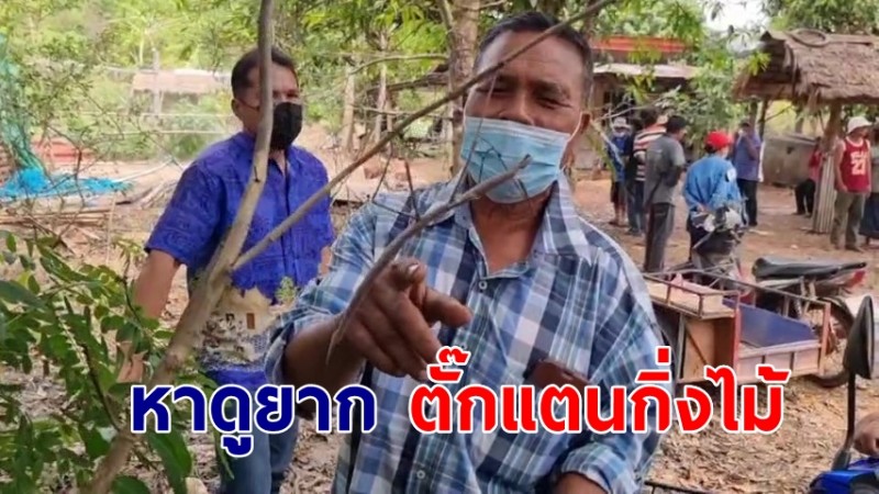 หาดูยาก "ตั๊กแตนกิ่งไม้" โผล่พรางตัวคล้ายกิ่งไม้แห้ง ที่อุดรฯ